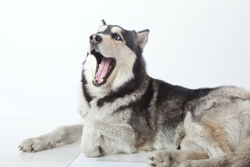 adult male husky © Hunta