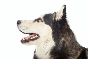 adult male husky