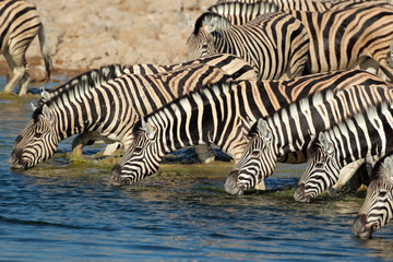 Fototapeta na wymiar Plains woda Zebry picia, Etosha National Park