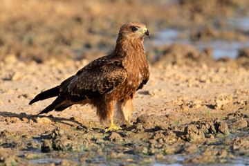 Yellow-billed kite (Milvus aegyptius)