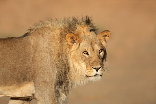 African lion portrait