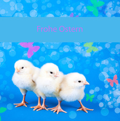 Osterkarte mit drei Küken