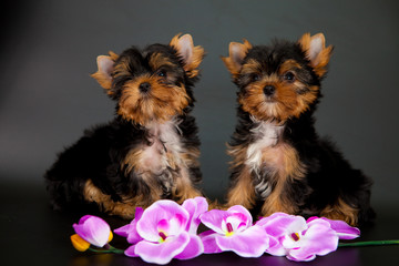 two puppies of a Yorkshire terrier