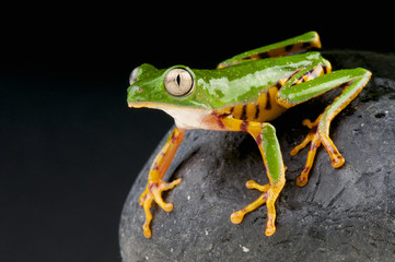 Orange legged leaf frog / Phyllomedusa hypochondrialis