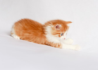 kitten cat