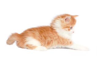 kitten cat isolated on white background
