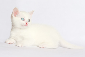 white kitten