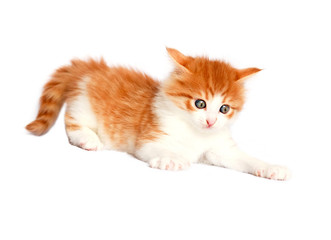 kitten cat isolated on white background