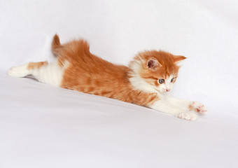 kitten cat