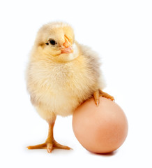 Obraz premium little chicken on the egg. isolated