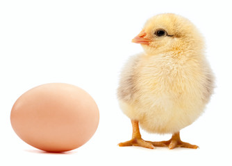 egg and chicken isolated on a white