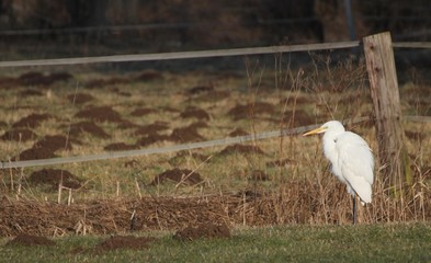 Silberreiher im Morgenlicht