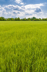 Fototapeta premium A field of green wheat under a cloudy sky, near Kiev in Ukraine