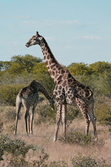 Etosha giraffes