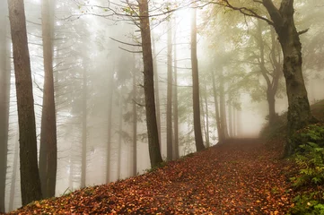  Mist in het bos © Massimo De Candido