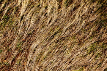 Lines of sea grass on beach