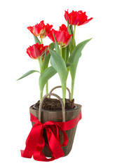 tulips in pot