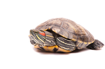 Fototapeta premium one Pond slider isolated on the white background
