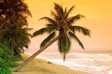 Palms on tropic island