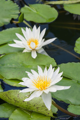 two white water lillies