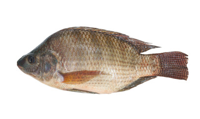 Tilapia isolated on white background