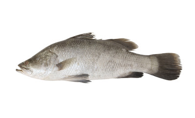 Fresh sea bass fish isolated on white background