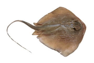 Fresh ray fish isolated on white background