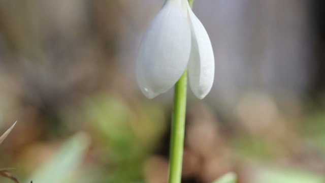 Snowdrop / Spring Flowers (Macro)