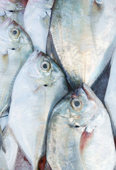 Fresh fish background