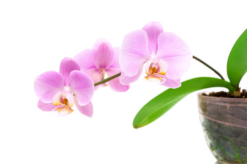branch orchid on a white background close-up