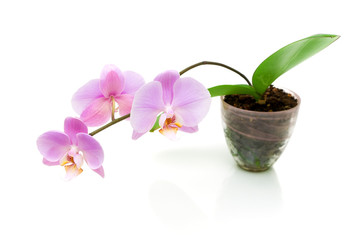 blooming orchid on a white background