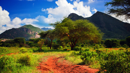 Route de terre rouge, buisson avec savane. Tsavo Ouest, Kenya, Afrique
