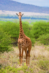 Giraffe on savanna. Safari in Tsavo West, Kenya, Africa