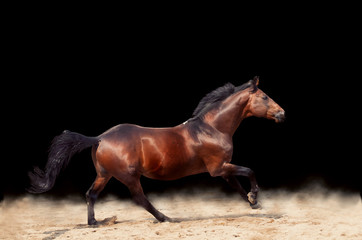 galloping beautiful sportive  horse isolated on black background