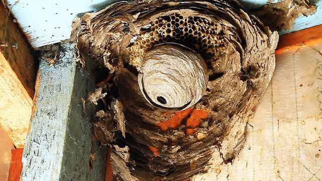 Wasp building nest.