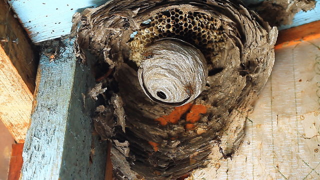 Wasp in Nest.Wasps building a nest.