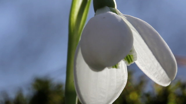 Snowdrop / Spring Flowers (Macro)