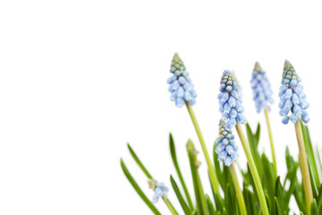 Obraz premium Muscari - Blue Grape Hyacinths - on white