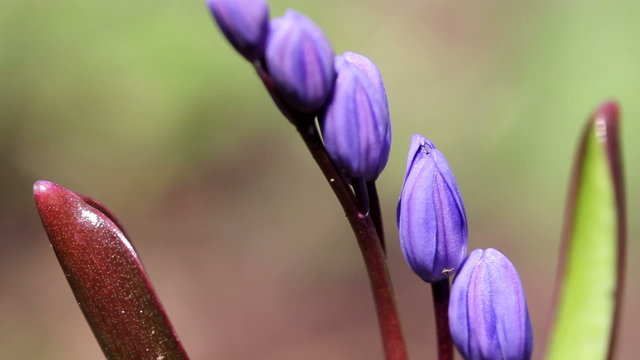 Two-leaf squill / Spring Flowers (Macro)