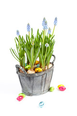 Fototapeta premium Muscari flowers and chocolate easter eggs