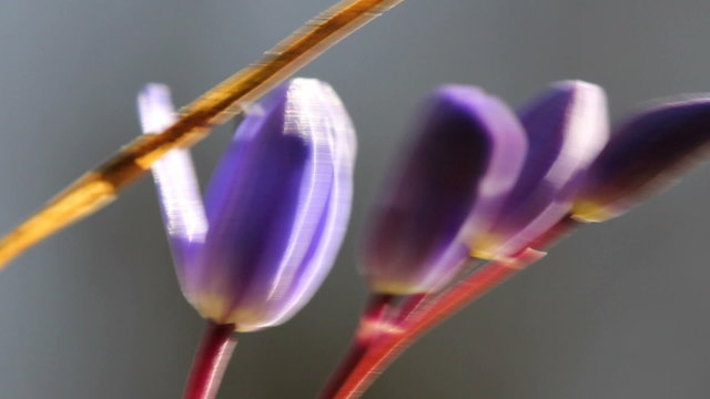 Two-leaf squill / Spring Flowers (Macro)