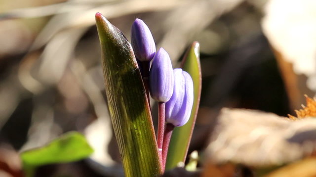 Two-leaf squill / Spring Flowers (Macro)