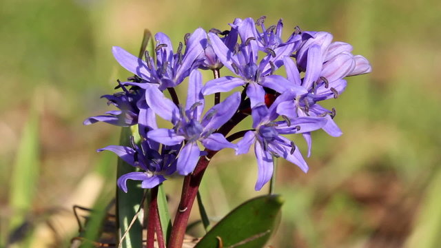 Two-leaf squill / Spring Flowers (Macro)