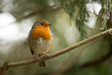 Robin redbreast perched on a branch