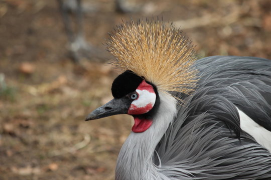 Kronenkranich Naturzoo Rheine