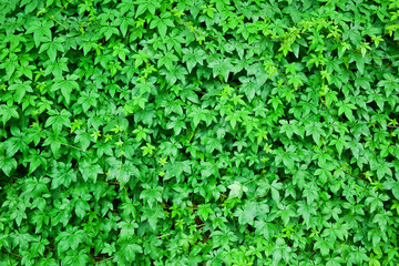 Obraz premium Green leaf background
