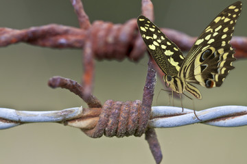 papillon, symbole de liberté, sur fil de fer barbelé