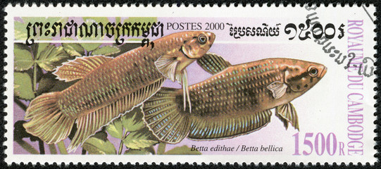 stamp printed in CAMBODIA shows fish