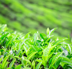 Tea plantations in India