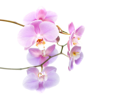 orchid with reflection on white background close-up